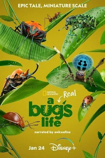 Справжнє життя жука (2024)